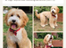 Pure Australian labradoodle puppy&rsquo;s