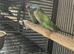 Finches to parrots