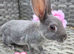 Mini rex babies available now