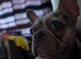 French bulldog blue merl female 2yo