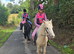 Gelding 12hh