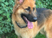 1yr old German shepherd girl