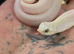 2026 leucustic hognose
