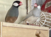 Java sparrows for new aviary home