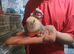 Super tame baby lovebirds