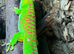 Giant day gecko high red Male