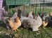 Lavender Pekin Bantam pullet hens for sale