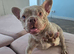 Rare Merle Isabella French Bulldog STUD