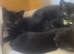 3 black kittens