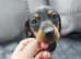 Mini dachshund puppies