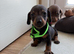 Dachshund