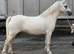 5 year old mare