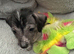 Dachshund x Chinese crested