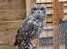 Pair of African spotted eagle owls