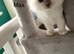 Ragdoll pure breed kittens 2 boys Ready now !!