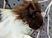 KC Russian import- Health tested- Proven stud