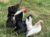 14 week old Trio of serama ( 2 female 1 male )