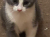 3/4 Russian blue kittens 1 little girl left