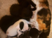 5 beautiful fluffy kittens 3 girl 2 boys