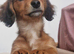 Dachshund longhair