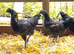 Ayam cemani hybrids rare
