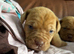 Dogue de bordeaux pups