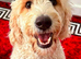 3 LEFT!! STUNNING GOLDENDOODLE PUPPIES