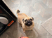 Beautiful frug needing a new home