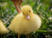 Ducklings / ducks for sale