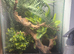 Crested Gecko for rehome