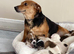 Jackrussel boy for sale