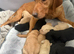 Labrador KC registered puppies
