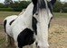 Piebald Cob