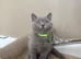 Gorgeous BSH Kittens