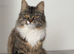 Siberian cat