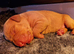 Beautiful Hungarian Vizsla Puppies