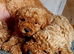 Miniature poodle