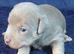 LILAC/BLUE and TAN JACK RUSSELL PUPPIES
