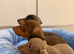 Miniature Dachshund Puppies