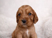 Working cocker spaniel