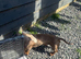 Stud only Isabella dachshund!!!