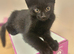 Playful black kittens are looking for new home