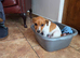 Jack Russell male