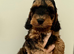 F1 Show Line Cockapoo Puppies ️
