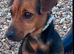 Jackrussell boy