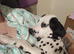 4 month old male dalmation