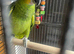 HandReared stunning Orange wing Amazon parrot