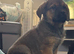 Presa puppies