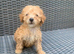 Westiepoo