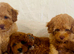 Thai poodle puppies